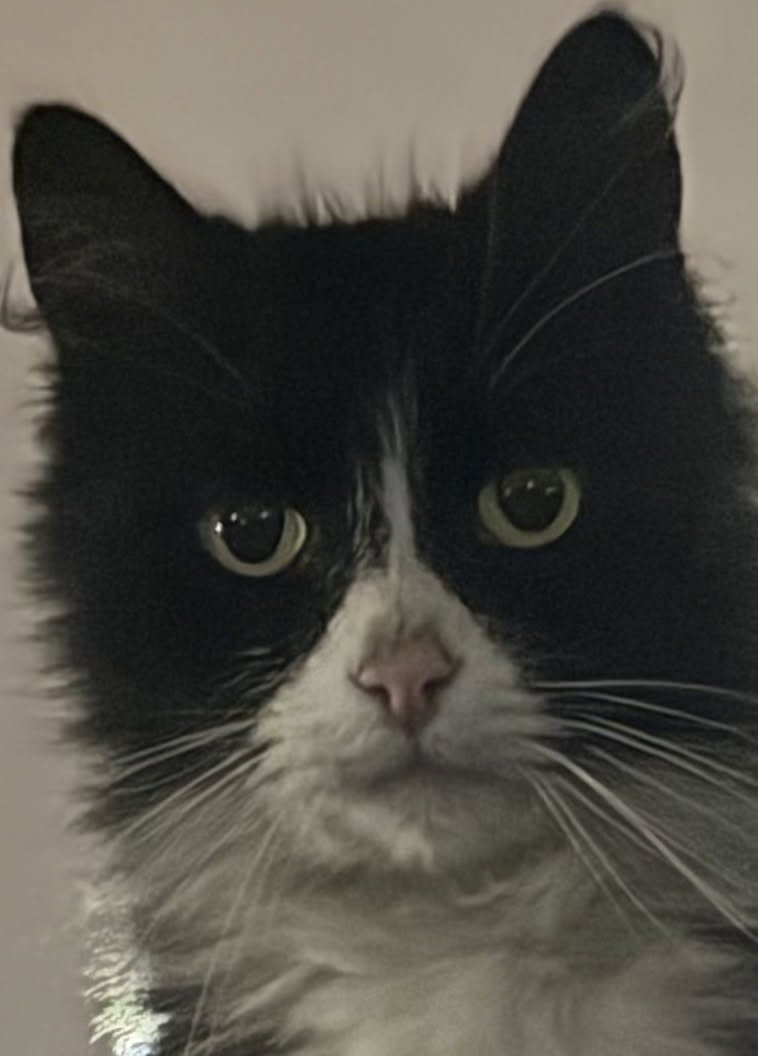 The cat who runs this operation